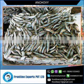 Best Quality Picked and Packed Anchovy Frozen Fish at Low Purchase Price