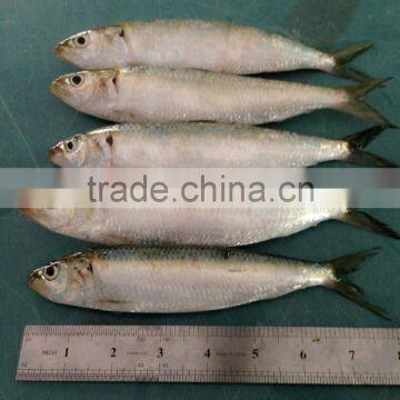 Canned Sardine Fish Frozen Sardine for Canning China Made Fresh Fish photo-4