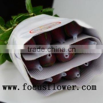 Wholesale Holland Roses Fresh Jasmine Flowers Carola for Wedding Decoration photo-5