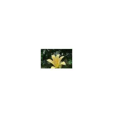 Galanthamine Hydrobromide 98%