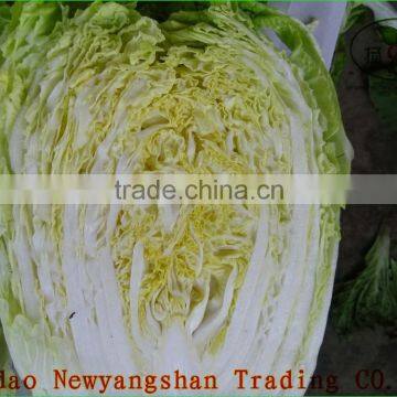 (HOT)Fresh Cabbages/Exports in southeast Asia