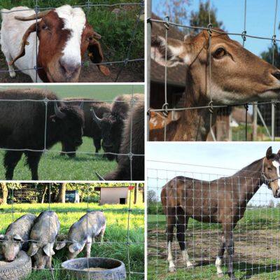 Venta directa de fábrica de alambre de acero de alta resistencia con nudos fijos, valla para ganado y ciervos, malla de alambre tejida para la cría de ganado, doblado y soldadura photo-6