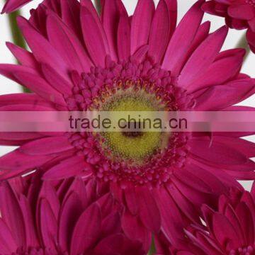 Durable Purple Petal flowers gerberas