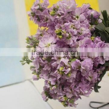 Cheap Best-Selling light purple violets