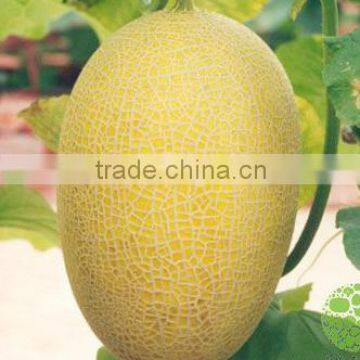 SM No.1 High yield planing hybrid f1 musk melon seeds