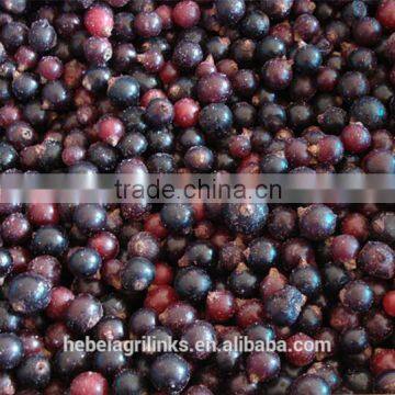 Frozen style black currant A grade