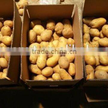 New Crop Sweet Potato Buyers With High Quality