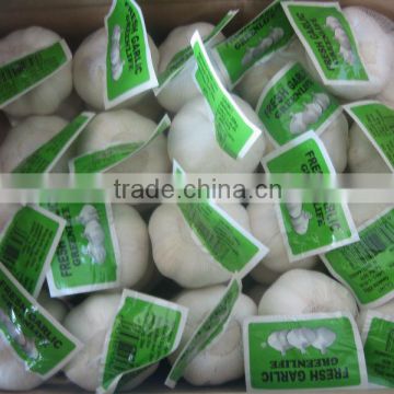 Pure White Garlic