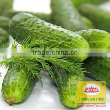 Pickled Cucumber 6-9cm and fennel