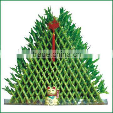 big triangle pyramid lucky bamboo air bonsai tree dracaena sanderiana indoor water aquatic plants nursery garden decoration