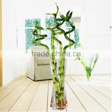 China lucky bamboo flower pot with manual carefully cultivated