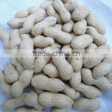 Blanched Peanut Kernel in Long Shape photo-3