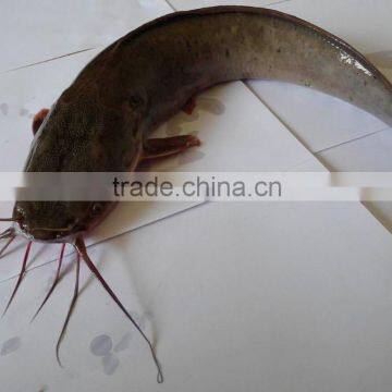 frozen catfish fish farming fish export