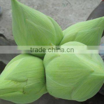 White Color Fresh Cut Lotus Flower Manufacturer in India photo-4