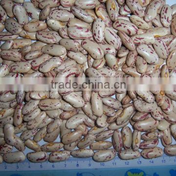 2013 crop of Light Speckled Kidney Bean-factory supplying