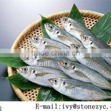 Landing Frozen Whole Horse Mackerel fish from China 20cm+