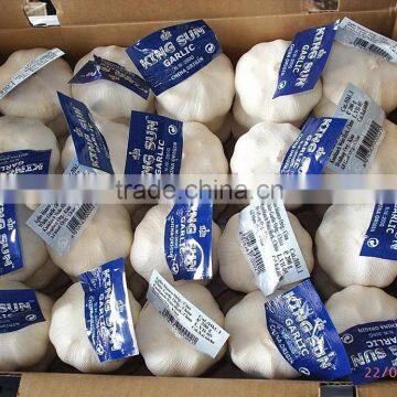 Fresh Garlic