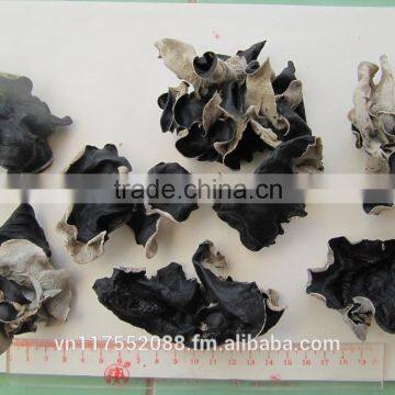 Black Fungus