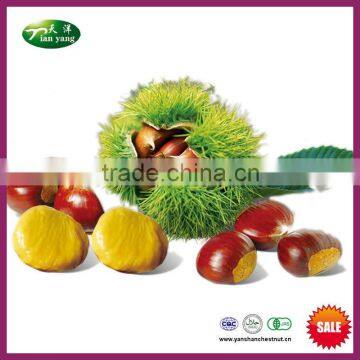 2015 New Crop Organic Yanshan Harvesting Fresh Chestnuts