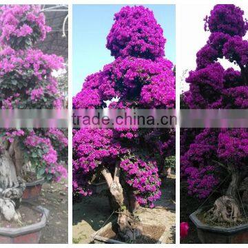 small medium big size multicolor blooming Bougainvillea spectabilis Willd of decorative ornamental outdoor indoor bonsai plants