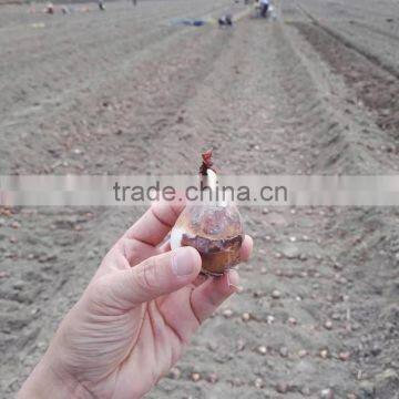Zhangzhou Narcissus Tazetta Bulbs Daffodil Flower Bulb