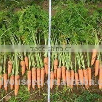 CA05 Hongyang mid-early maturity f1 hybrid quality carrot seeds for planting