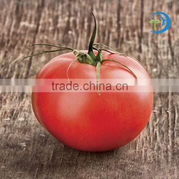 2016 Red and pink color NO.JP-09 hybrid tomato seeds for sale