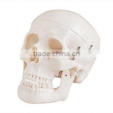 Cheap educatioin skull model for colleage