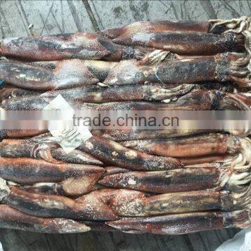 Frozen illex squid whole round