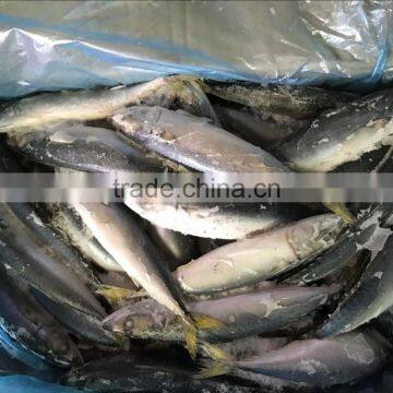 Frozen Pacific Mackerel WR Fish for Tuna Bait photo-4