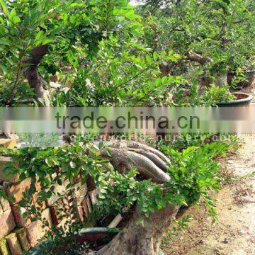 Ulmus Pumila small bonsai trees