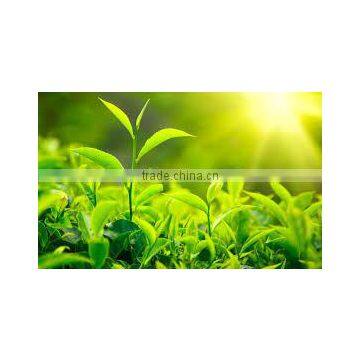 GREEN TEA LEAF EXTRACT photo-4