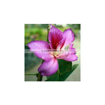 BAUHINIA VARIEGATA photo-2