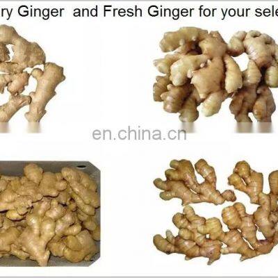 New Crop High Quality Chinese Ginger Fresh Ginger photo-3
