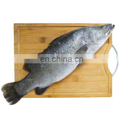 frozen barramundi fish frozen seabass fish