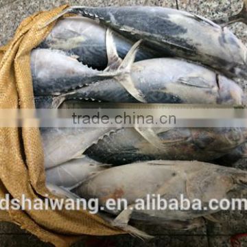 China Exporter Frozen bonito fish