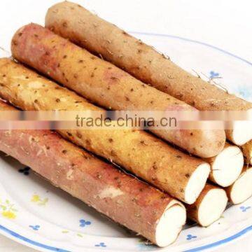 Chinese Fresh Wild Yam photo-3