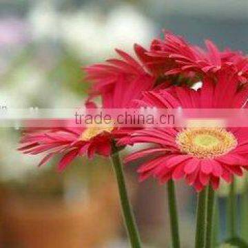 Original Place Chrysanthemum Type Big Bud Gerbera Flower