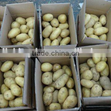 Fresh potato/Holland potato/Fresh potato China