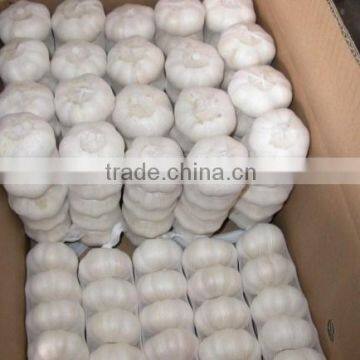 Hot sale fresh Normal White Garlic with best price