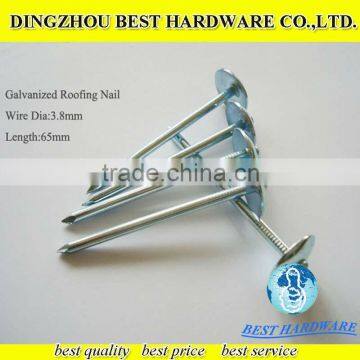 Galvanized Ring Shank Roofing Nail With Umbrella Head