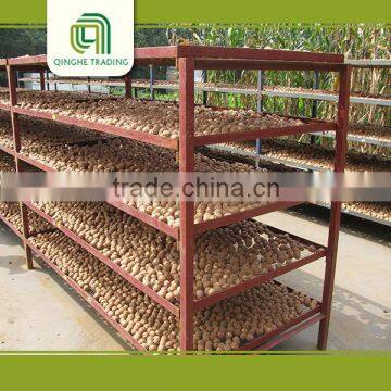 High Quality Light Quarters Walnut Kernels Market Price photo-5