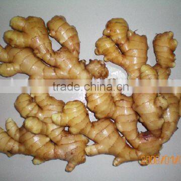 Production Area Supply with GAP Super Wind Dry Ginger in Season