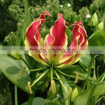 Flame Lily