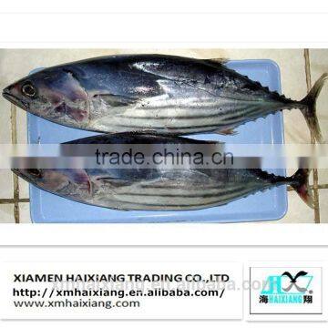 Frozen bonito fish for sale