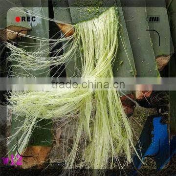 DLHL New Product!! 100% Natural Sisal Fiber/whiten Sisal Fiber/Coconut Fiber photo-6