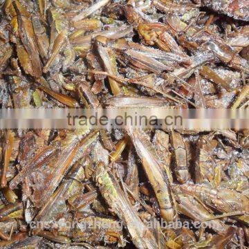 Poultry Food Dried Grasshoppers For Chicken