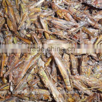 Wholesale Freeze Dried Grasshoppers photo-2