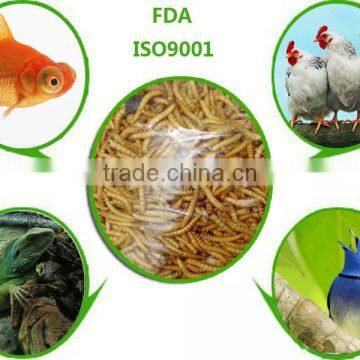 mealworm farm / mealworm for chicken / mealworm for bird