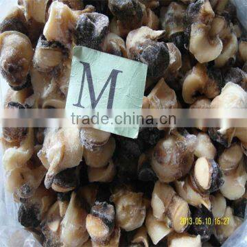 fresh sea and frozen wholesale conch shell